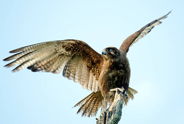 Australian brown falcon stock photo