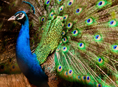 The Beauty Of A Peacook Stock Photo - Download Image Now - Animal, Animal  Wildlife, Belo Horizonte - iStock