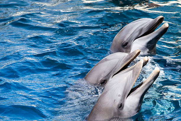 istock Dolphins swim in the pool 461121545