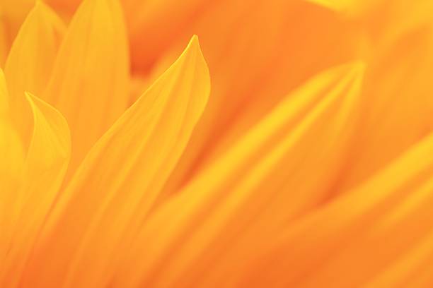 fiore astratto - nature close up full frame macro foto e immagini stock