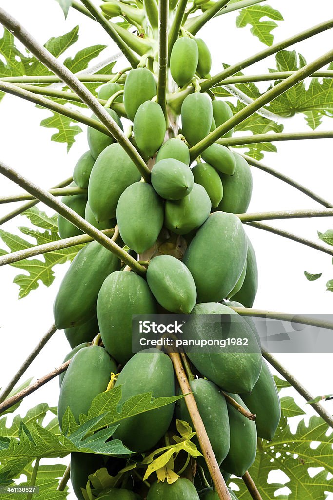 Albero di Papaya - Foto stock royalty-free di Abbondanza