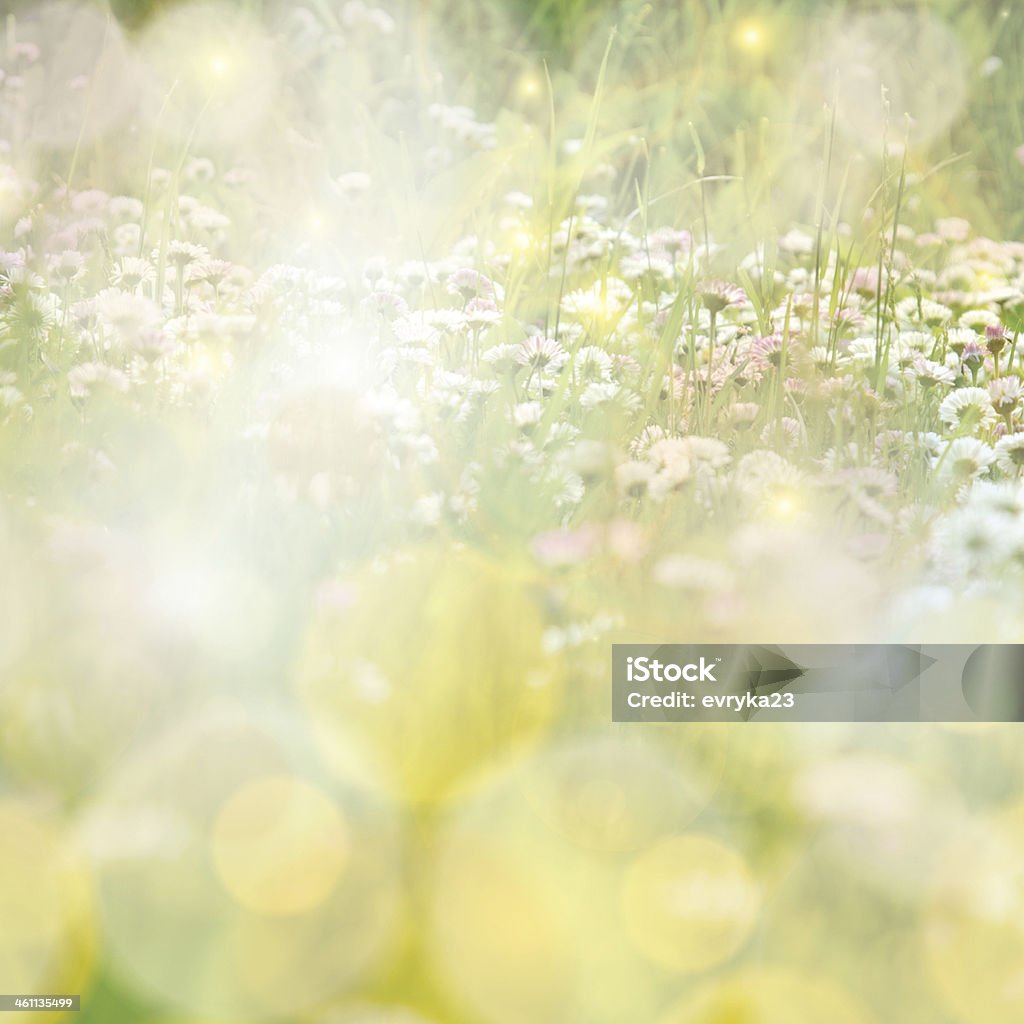 Daisy field colorful sun light background Blurred Motion Stock Photo