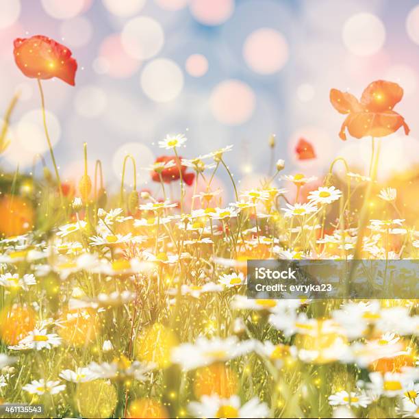 Daisy Field And Red Poppy Colorful Sun Light Background Stock Photo - Download Image Now