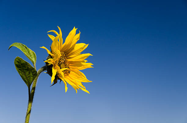Sunflower and Bee Profile stock photo