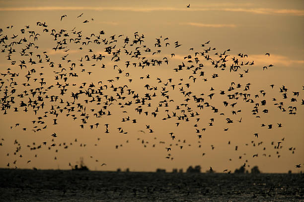 istock Black-tailed godwit, Limosa limosaa 461141361