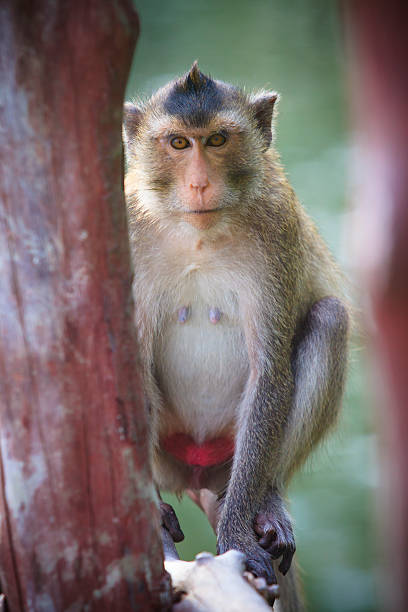 istock close up face of long tailed macaque monkey in wilderness 461141601