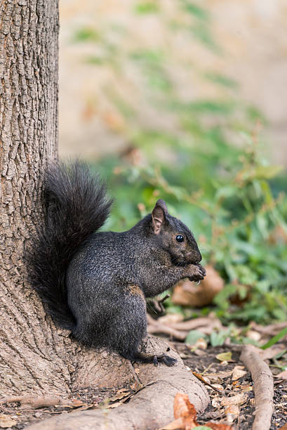 Squirrel looking for food stock photo