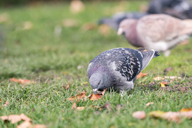 istock Pigeons looking for food 461149717