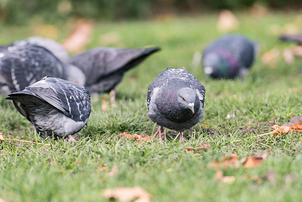 Pigeons looking for food stock photo