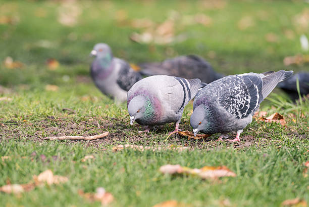 Pigeons looking for food stock photo