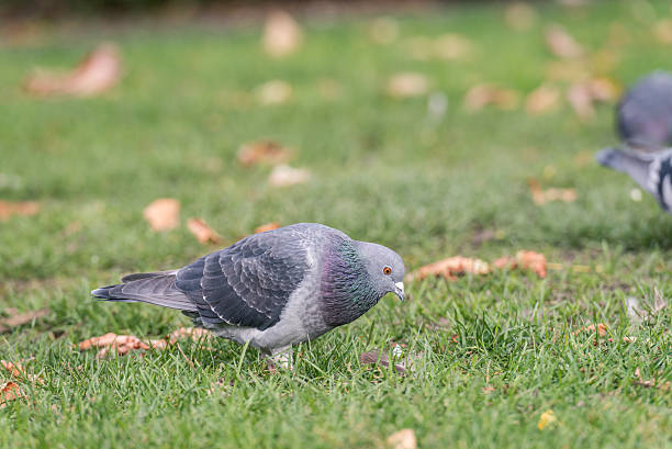istock Pigeons looking for food 461149735