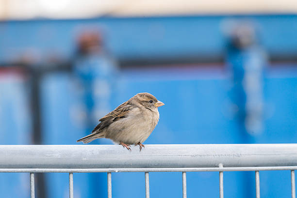 Bird standing on a metal fence stock photo