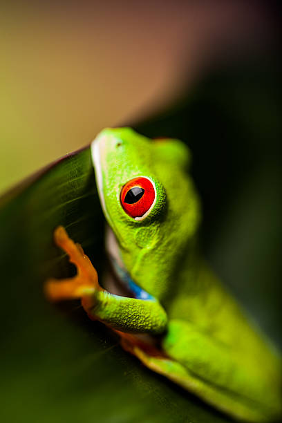 istock Natural and fresh colorful theme with exotic frog 461151011