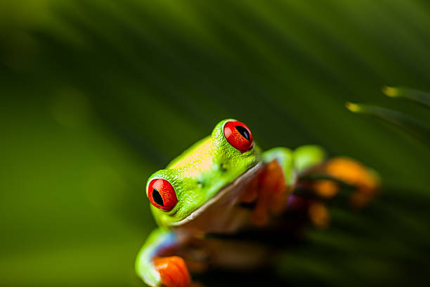istock Rain forest tropical theme with colorful frog 461151371