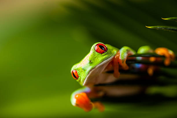 istock Rain forest tropical theme with colorful frog 461151377