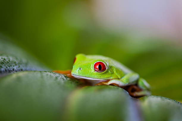 istock Exotic frog, vivid jungle theme 461151579