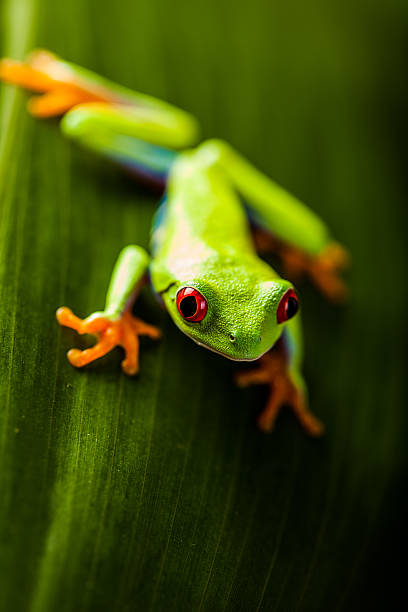 istock Exotic frog in natural rain forest 461152107