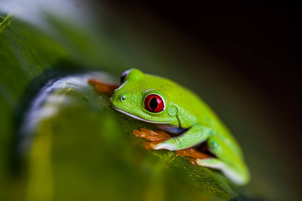 istock Frog in the jungle, vivid colors 461153289