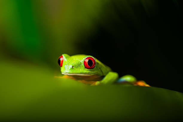 istock Beautiful colorful frog in the jungle 461153373