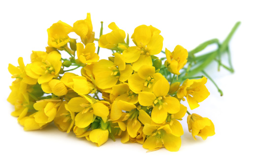Edible mustard flowers over white background
