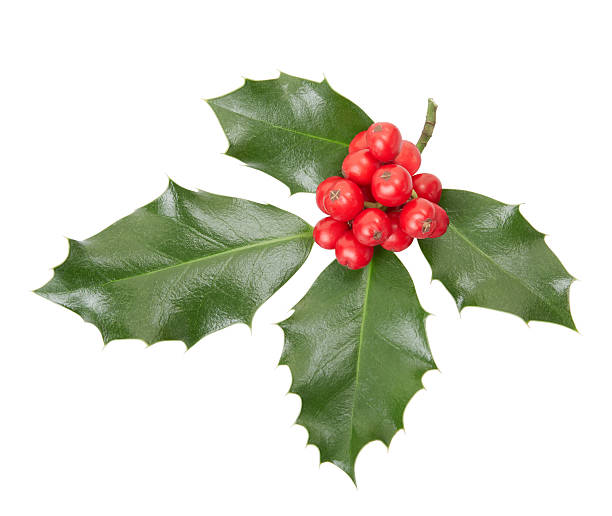 istock Holly twig, Christmas decoration 461154639