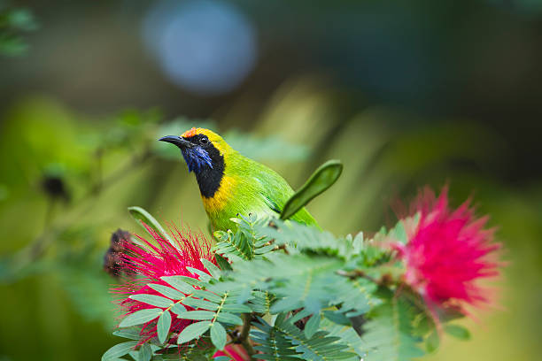 istock Golden-fronted leafbird in red powder puff tree 461154655