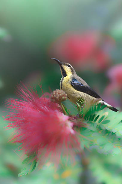istock Purple sunbird in red powder puff tree flowers 461156695