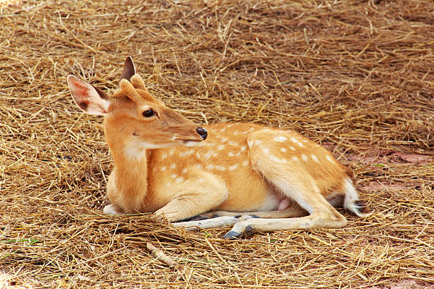 o cervo sika - forest deer stag male animal - fotografias e filmes do acervo