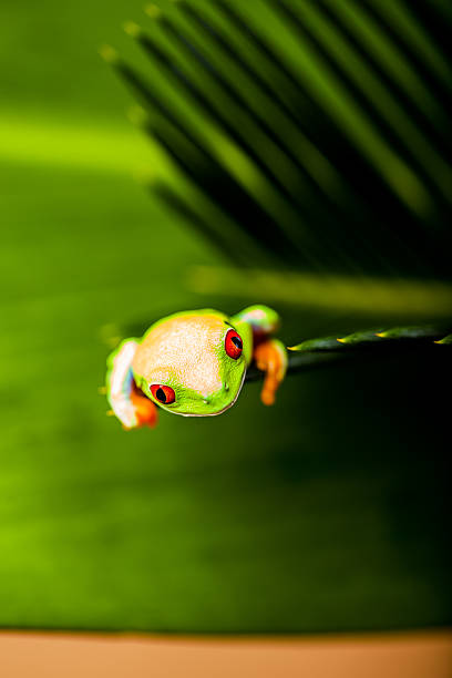 istock Frog on a leaf in the jungle 461157035