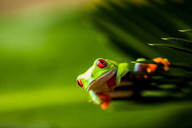 istock Frog on a leaf in the jungle 461157055
