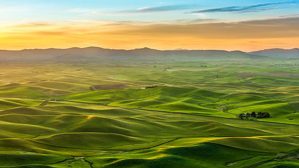 campo coltivato al mattino, palouse hill - palouse foto e immagini stock