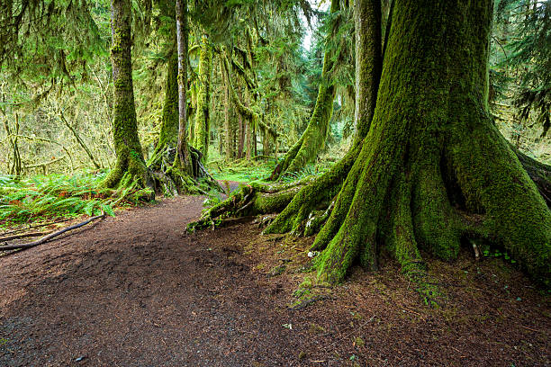 istock Large green tree in Olympic national park 461158287
