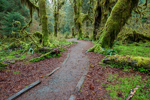 istock Jungle trail in Olympic national park 461158851