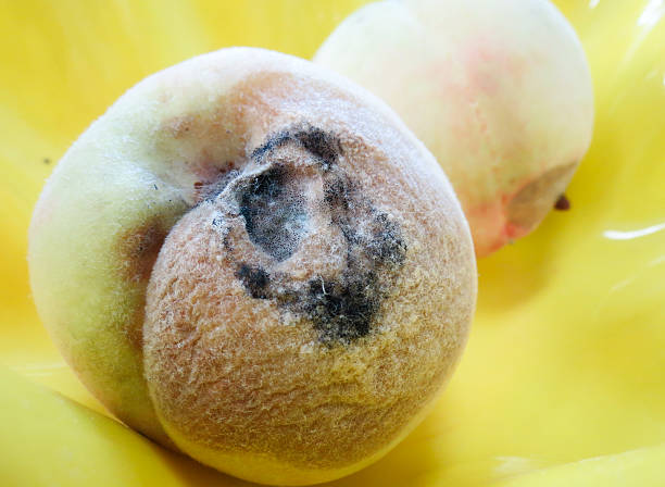 The mildew in peach The mildew in peach bruised fruit stock pictures, royalty-free photos & images