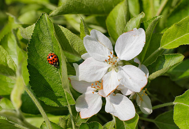 Harlequin ladybirds (Harmonia axyridis) are a very variable species, a good illustration of why it is unwise to identify creatures just by the way they look. A harlequin ladybird may have any number of spots from 22 down to none at all. This beetle was introduced into the United States in 1988; and into southern Britain in 2004. Its spectacular spread amounts to an invasion.