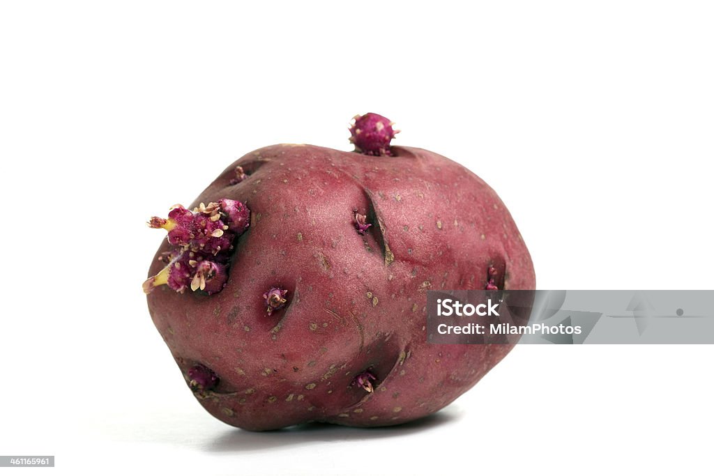 Sprouting red potato - Lizenzfrei Knospend Stock-Foto