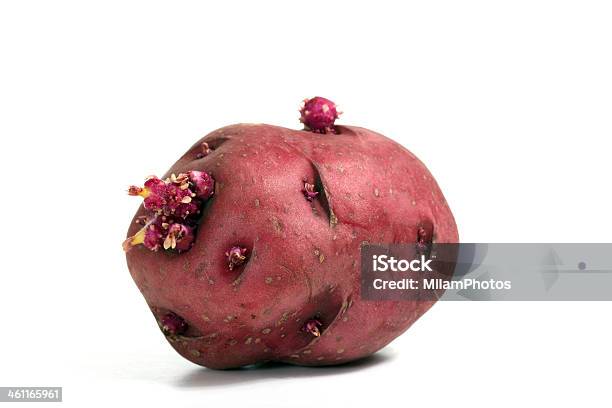 Sprouting Red Potato Stockfoto und mehr Bilder von Knospend - Knospend, Rote Kartoffel, Fotografie
