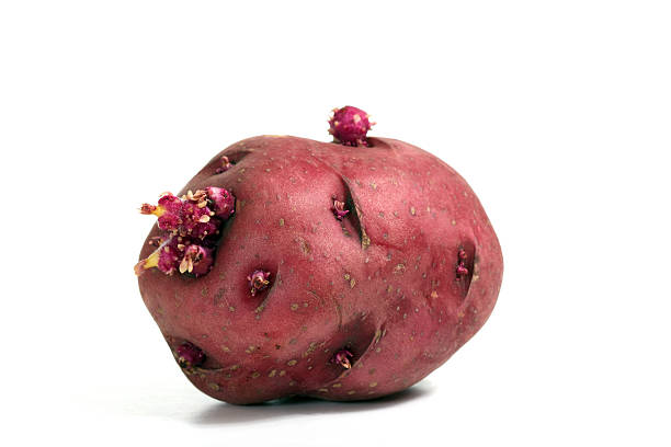 kiełkowanie czerwony ziemniak - red potato raw potato isolated vegetable zdjęcia i obrazy z banku zdjęć
