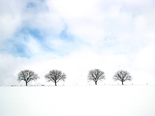 istock trees in winter season 461165971