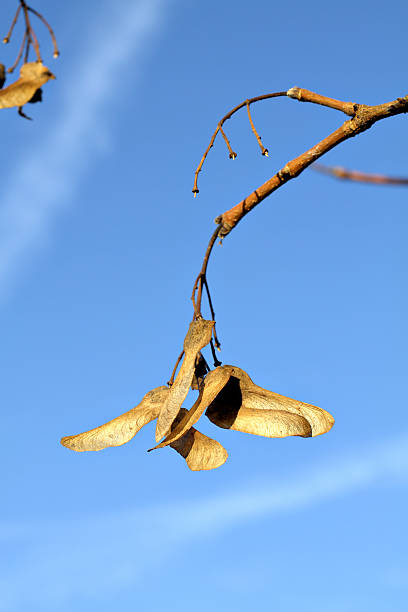 These are winged seeds from a traditional tree of UK hedgerows, where it grows quite slowly and trims well. The wood of field maple (Acer campestre) can be used to make wooden bowls, where the swirling patterns of its growth rings are attractive.