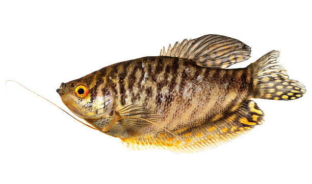 fish Trichogaster trichopterus "gold" trichogaster trichopterus stock pictures, royalty-free photos & images
