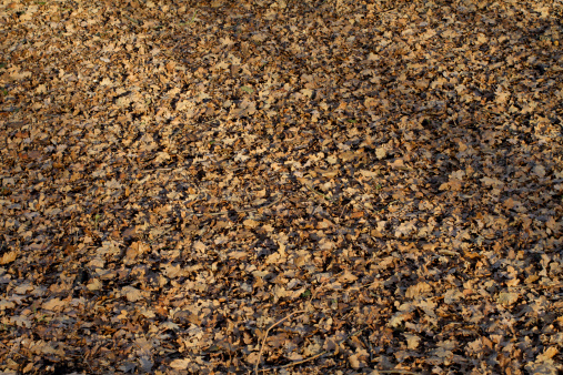 Looking straight down at a pile of fall colored leaves. Leaves are orange, yellow, gold, red and brown. Full frame.