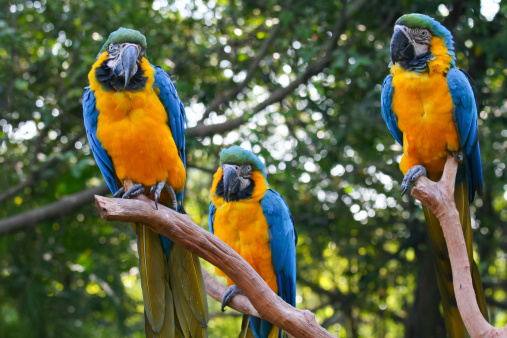 Tree parrots on branch.