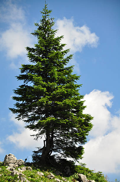 istock Trees in the Mountains of Austria 461177759