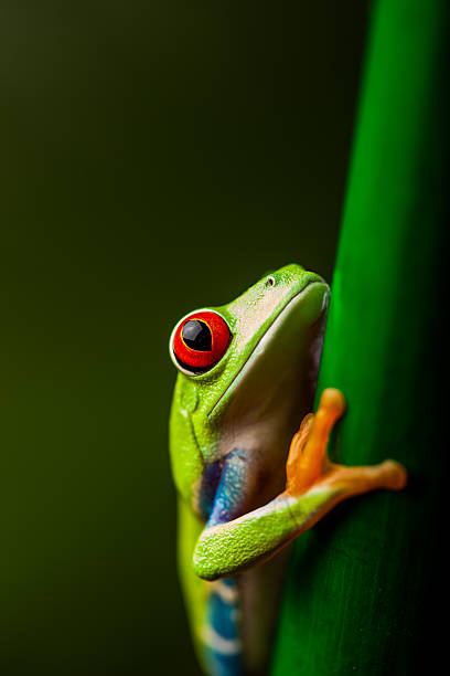 istock Beautiful colorful frog in the jungle 461177991