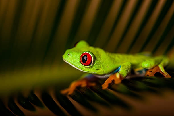 istock Wonderful exotic frog, tropical theme 461178251