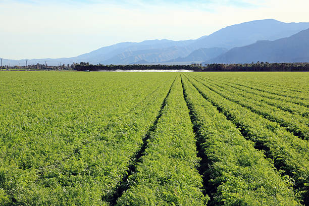 istock Rows Of Carrot Tops 461178511