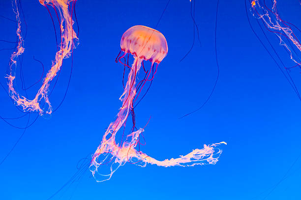 istock jelly fish in the blue sea 461179973