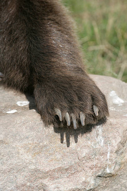 istock European brown bear, Ursus arctos 461183995