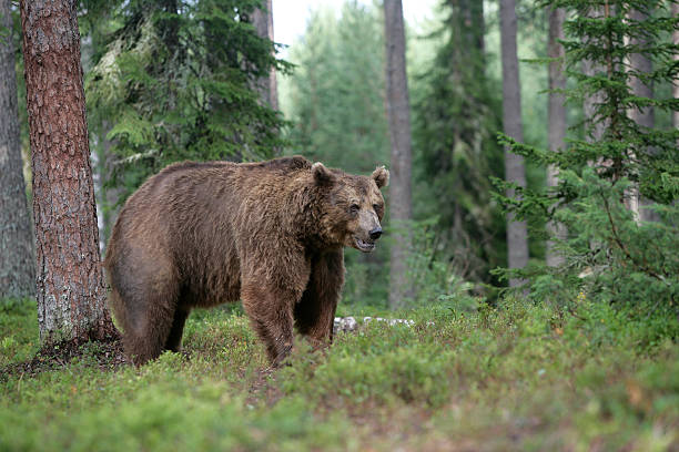 istock European brown bear, Ursus arctos 461185299